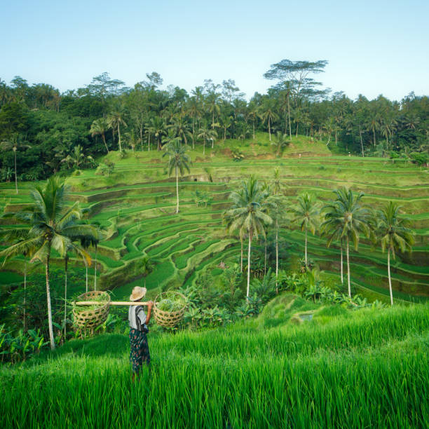 agriculteur dans les rizières en terrasses de bali, indonésie - bali indonesia rice paddy rice photos et images de collection