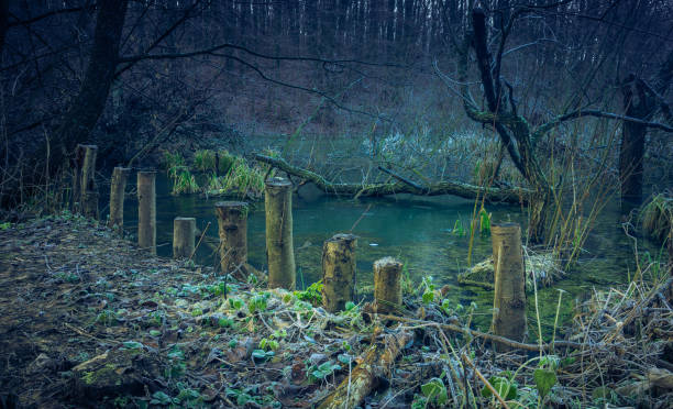 istock Faded nature in late summer and autumn 951444432