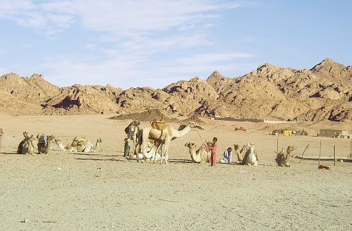 South Sinai, Egypt - 12th November 2004: kids taking care of camels in Wadi Mandar settlement in South Sinai desert