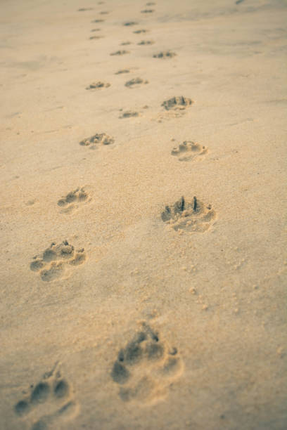 ślad łapy psa na piasku - dog paw print beach footprint zdjęcia i obrazy z banku zdjęć