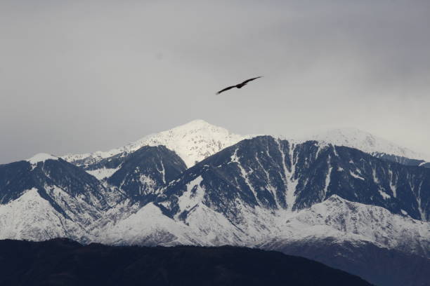 istock A flying bird on mountain in dalhousie 951451240
