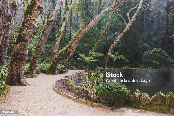 Palacio Parque De Pena En Sintra Portugal Selva Tropical Con Helechos Salvajes Explorando El Bosque Secreto Foto de stock y más banco de imágenes de Sintra