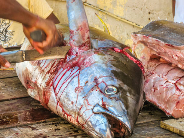 옐로 핀 참치 컷 - tuna prepared ahi food tuna steak 뉴스 사진 이미지