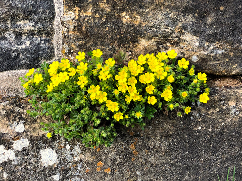 Detail shot of a surrounding wall with yellow flowers.