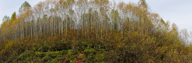 istock Autumn birch grove panorama 951458294