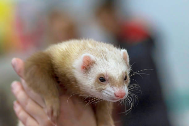 istock Ferret brisk moving animal, close-up 951461340