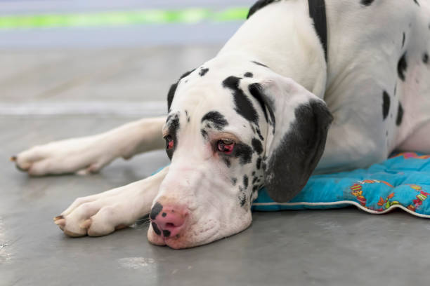 istock a dog with sad eyes lies on its paws close-up 951462396