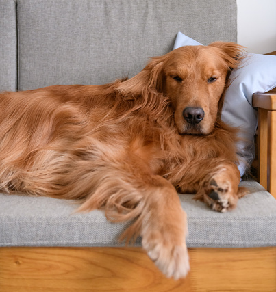 Golden retriever sleeping on the couch