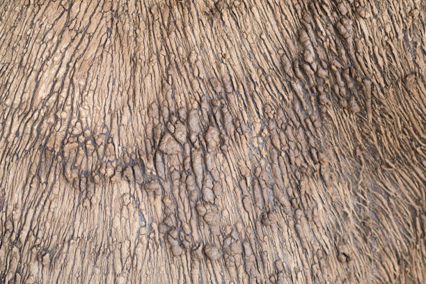 istock Texture of buffalo skin. 951470036