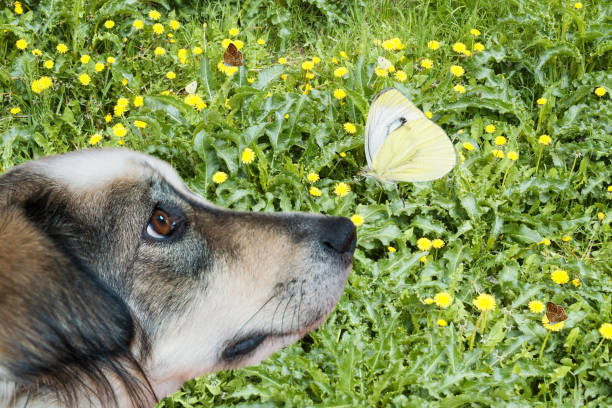 istock Cute shaggy black and white pet dog 951470692