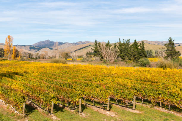 weingut in der region marlborough in neuseeland im herbst - marlborough region zealand new landscape stock-fotos und bilder