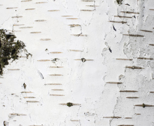 istock Natural background of birch bark 951478214