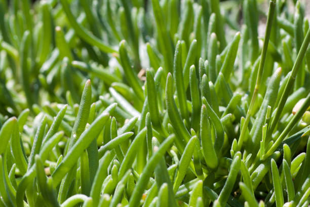 istock texture of young carpobrotos succulent plant full frame 951479438