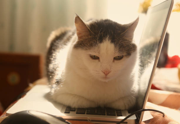 istock cute cat lay resting on laptop keyboard 951480300