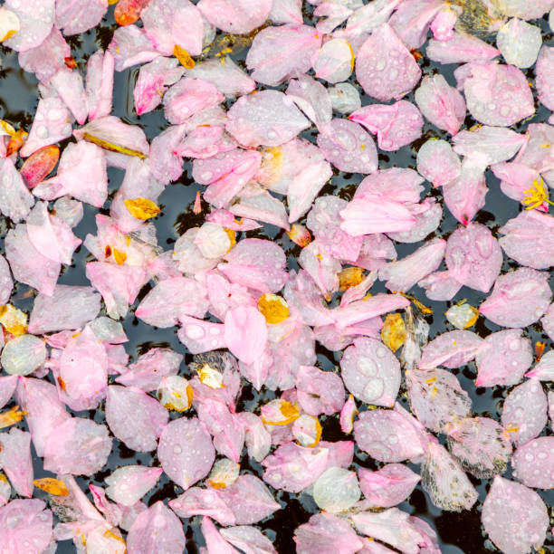 istock pink blossoms drifting in the lake 951480938