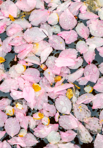 istock pink blossoms drifting in the lake 951480940