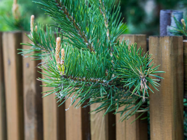 istock Pine branch over wooden fence 951483636