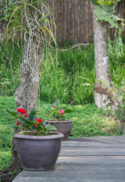 istock Wooden walkway with tropical garden 951483690