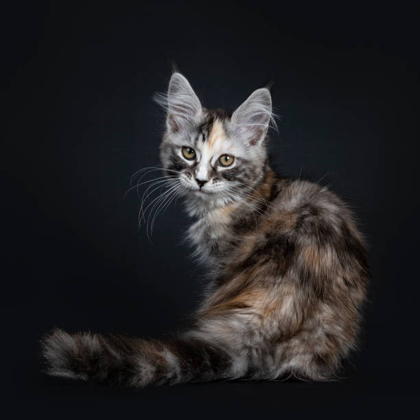 écaille majestueux maine coon chat chaton fille assise en arrière isolée sur fond noir, regardant la caméra sur l’épaule - caméra à lépaule photos et images de collection