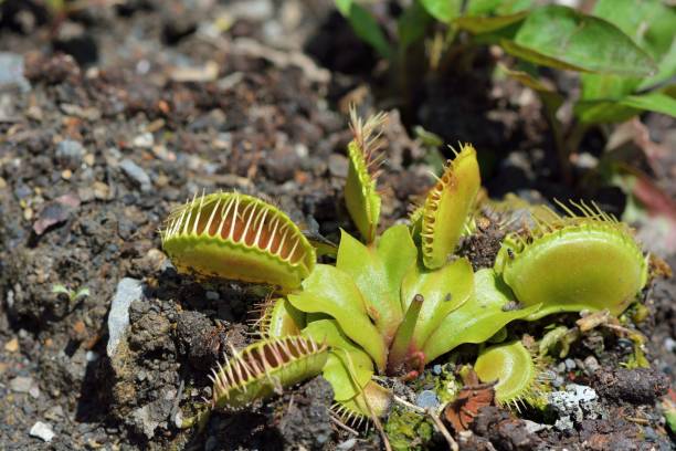 istock Droseraceae,Carnivorous plants/insectivorous plants. 951485412