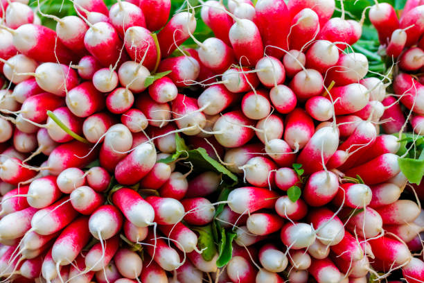 istock Large radish harvest for French breakfast close-up 951485752
