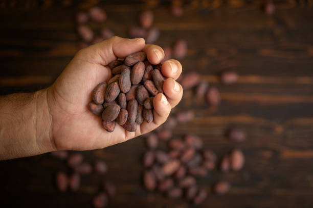 istock Cocoa beans in hand on old natural wooden background 951488954