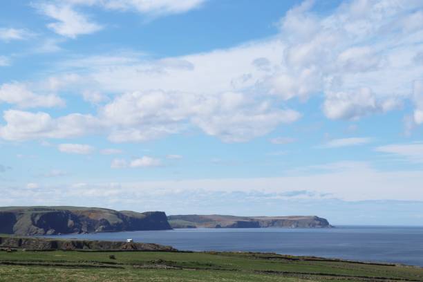 istock Sheep eating turnips in field by the sea under blue sky with fluffy white clouds 951495714