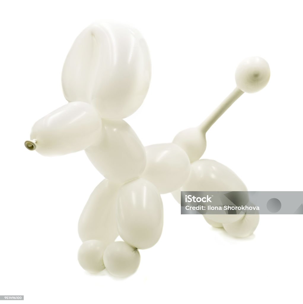 maagpijn Passend Actief White Balloon Dog Isolated On White Stock Photo - Download Image Now -  Animal, Childhood, Close-up - iStock