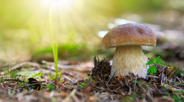 Porcini mushroom in the autumn forest Porcini on moss in forest and sunlight. Healthy and delicates food. porcini mushroom stock pictures, royalty-free photos & images
