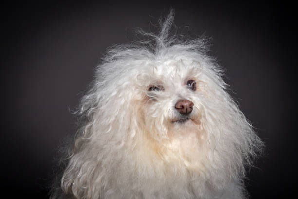 Bolognese dog portrait in grey blackground. Front view