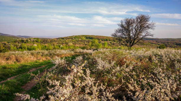 istock The land of Ukraine 951504936