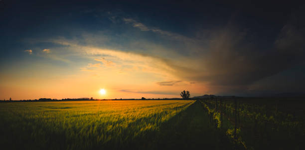 istock Beautiful sunset over a large field with green grass 951509108