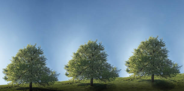 istock Landscape with three trees blooming in spring under the blue sky 951513374