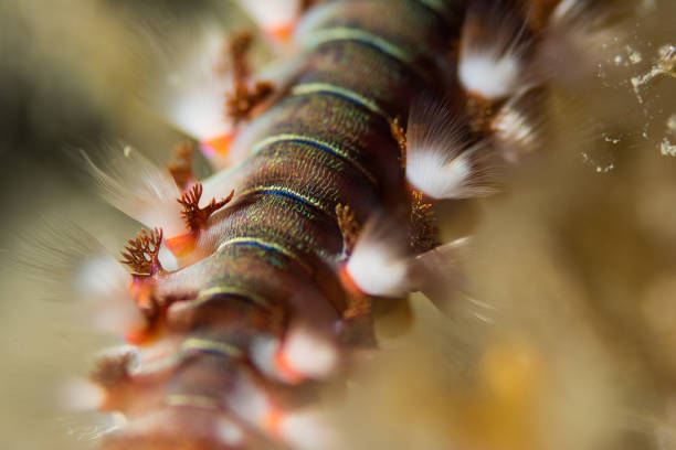 Fireworm Larvae 380+ Fireworm Photos Stock Photos, Pictures & Royalty-Free Images - iStock