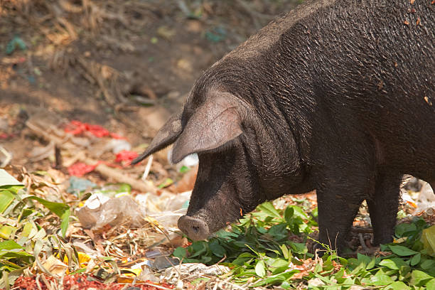 Domestic pig in Myanmar stock photo