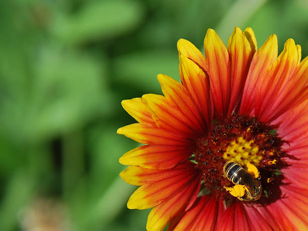 istock Honey Bee Pollinating Vivid Gaillardia Goblin (Blanket Flower) 95151461