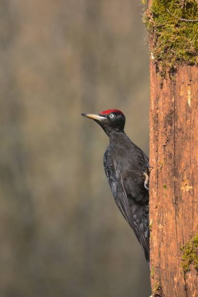 istock Black woodpecker, Dryocopus martius 951515336