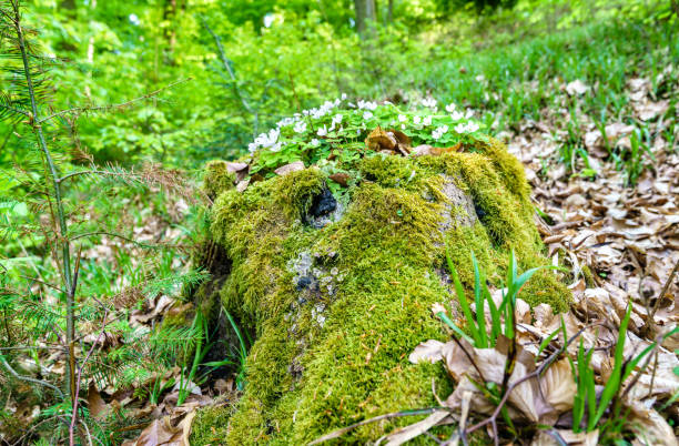istock Moss and white flowers in the Palatinate Forest in spring. Germany 951525608