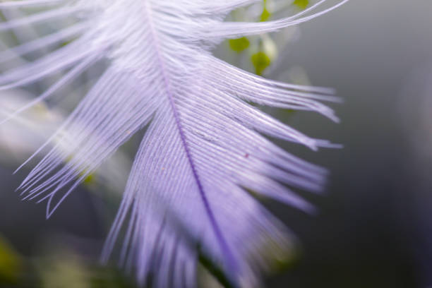 istock Close up of white feathered 951533426