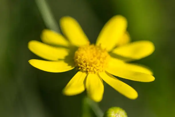 Yellow flowers closeup (Euryops pectinatus)