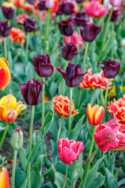 Tulip flower. Beautiful tulips flower in tulip field on a spring day. Colorful tulips flower in the garden. Beautiful tulips flower for postcard and agriculture concept design.