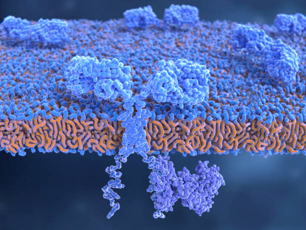 Chimeric antigen receptors on the surface of an engineered T-cell stock photo