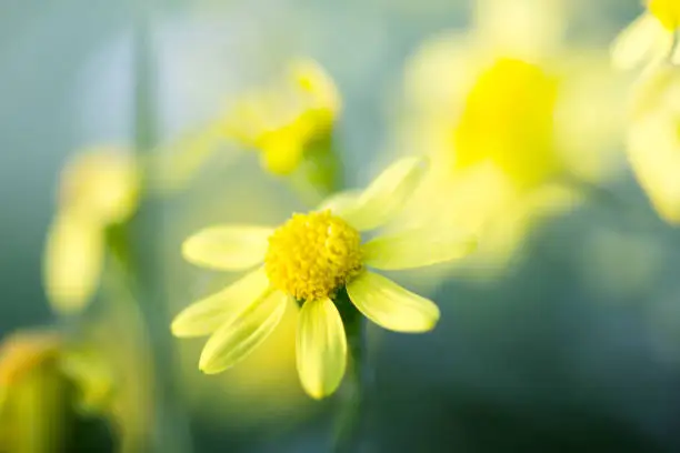 Flower of golden daisy bush(Euryops pectinatus)