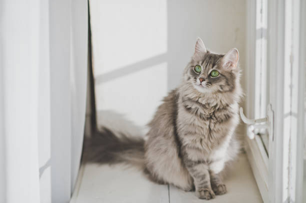 istock The Siberian cat breed is sitting on a white windowsill 1164. 951545282