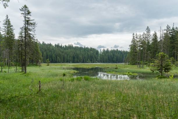 istock Great Arber Lake, Bavaria - Germany 951549162