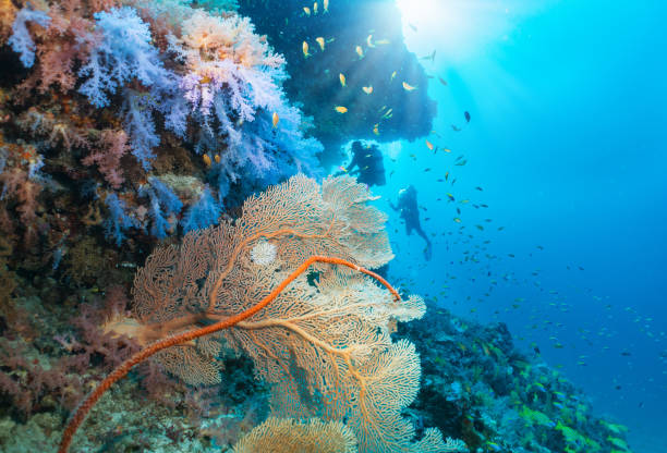 istock Underwater landscape in the Indian Ocean 951549466