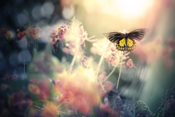 Beautiful Colorful Butterflies
