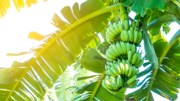 árbol de plátano - banana plantation green tree fotografías e imágenes de stock