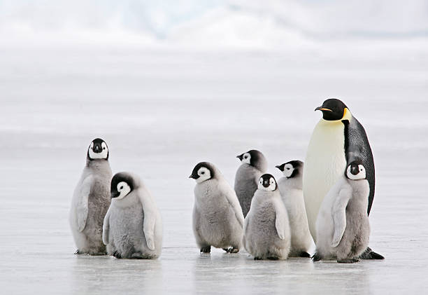 antarctic baby-sitter - famille danimaux photos et images de collection