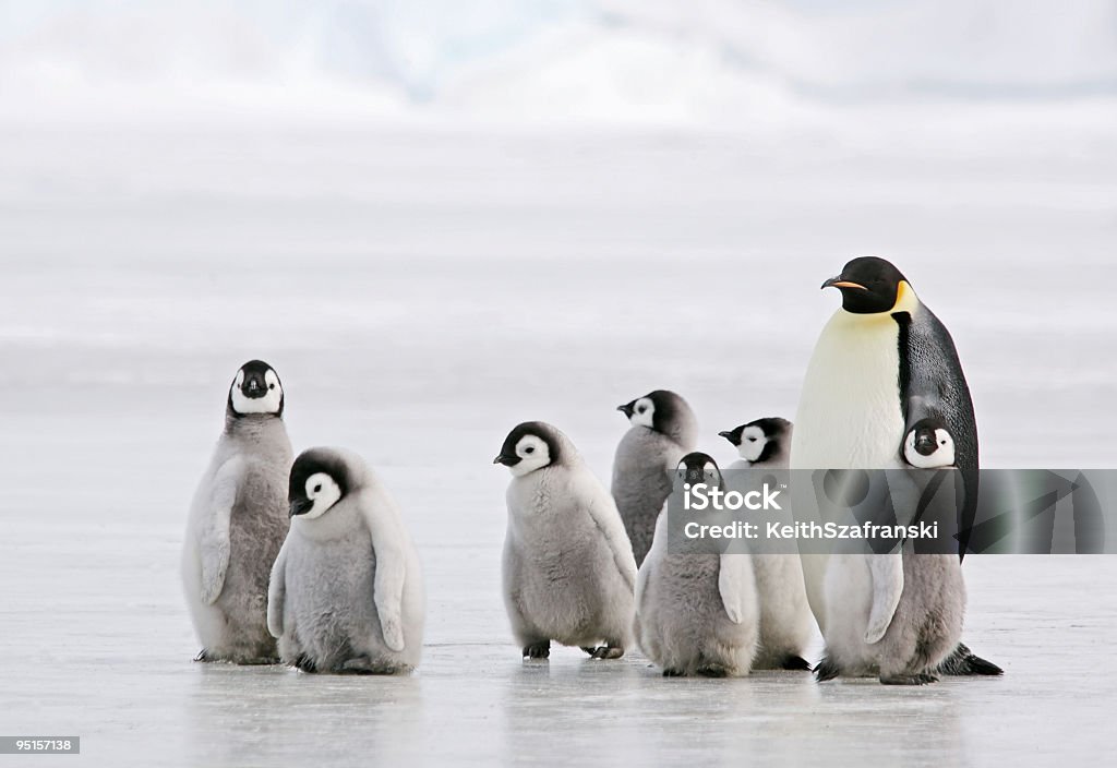 Antarctic Babysitter  Penguin Stock Photo